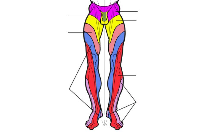 zone of innervation of lumbar segments